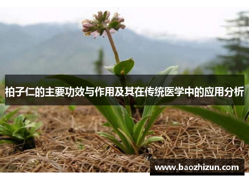 柏子仁的主要功效与作用及其在传统医学中的应用分析