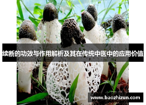 续断的功效与作用解析及其在传统中医中的应用价值