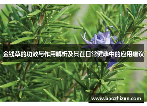 金钱草的功效与作用解析及其在日常健康中的应用建议